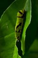 225 gewoehnlicher Mormone - Papilio polytes